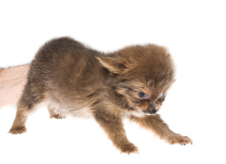 Funny puppy Chihuahua poses on a white background