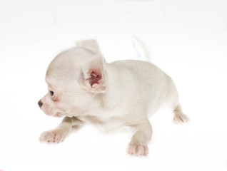 Funny puppy Chihuahua poses on a white background