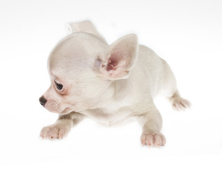 Funny puppy Chihuahua poses on a white background