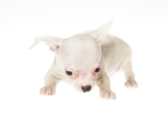 Funny puppy Chihuahua poses on a white background