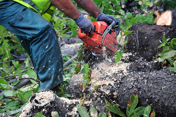Man with chainsaw cutting the tree