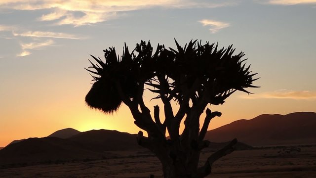 namibia sunset quiver tree