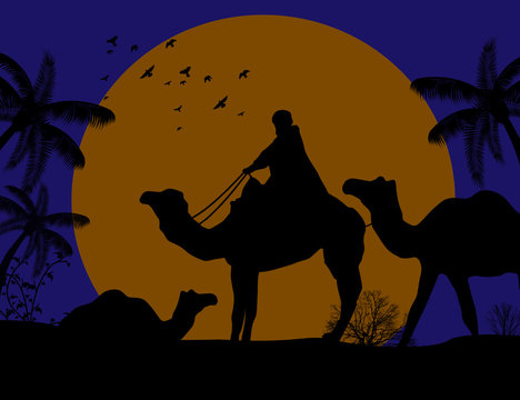 Bedouin camel caravan