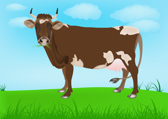 Cow over spring green meadow
