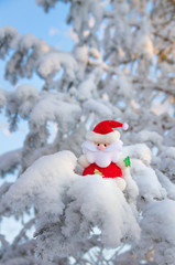 Santa Claus sits on a snow-covered Christmas tree branch.