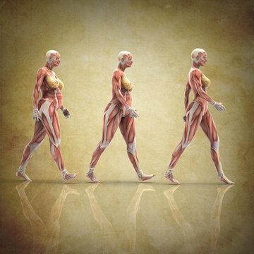 Anatomia de Mujer Embarazada