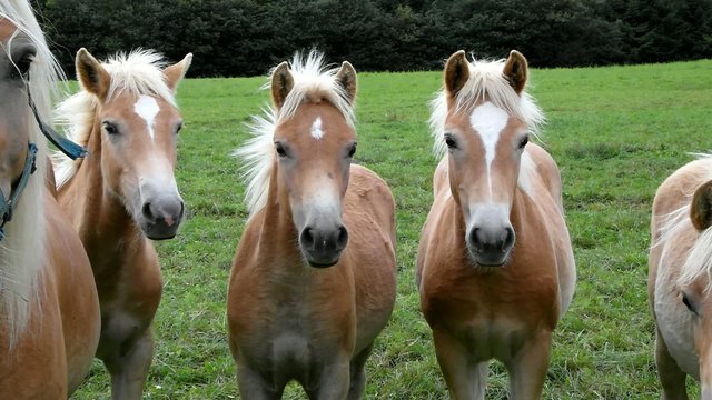 Haflinger Fohlen
