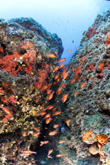 pesci rossi acquario immersione