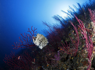 Fototapeta na wymiar Podłoga gorgonian morze czerwone