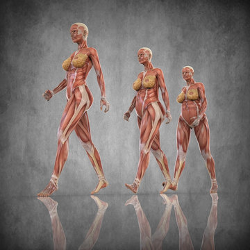 Anatomia Mujer Embarazada