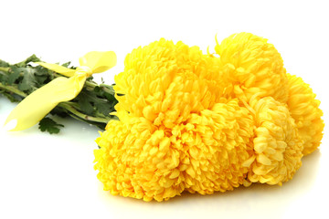 bright yellow chrysanthemums, isolated on white