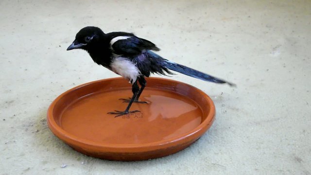 Elster, Jungvogel badet