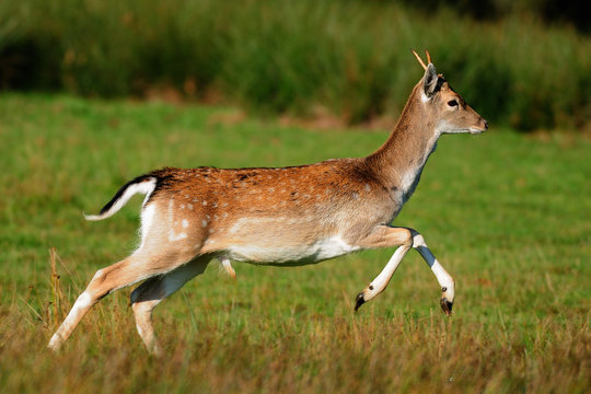 Damwild Flucht