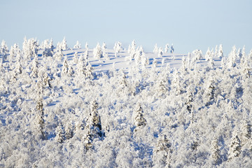 Fototapeta na wymiar Snowy drzewa na wzgórzu