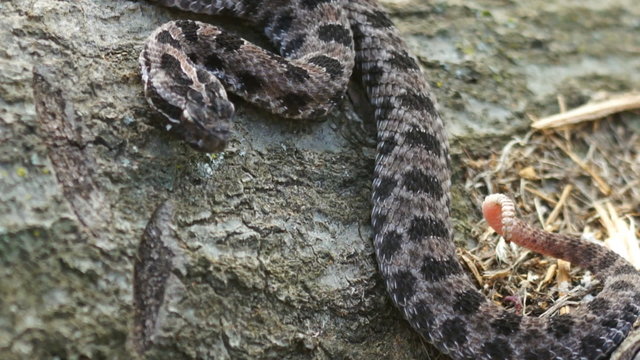 Pygmy Rattlesnake