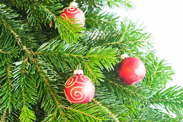 Christmas fir branch