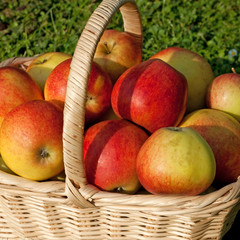 Äpfel - Malus
