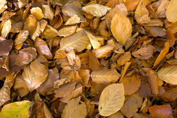 Beech leaves in autumn