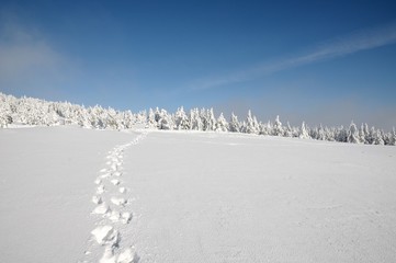 orme sulla neve