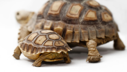 Two African Spurred Tortoise (Sulcata)