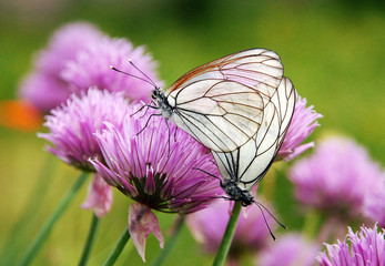 две белые бабочки на розовом цветке