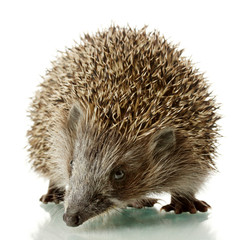 Hedgehog, isolated on white