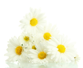 bouquet of beautiful daisies flowers, isolated on white