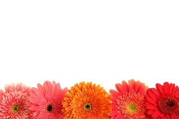 beautiful gerbera flowers isolated on white