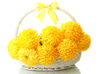 bright yellow chrysanthemums in basket, isolated on white