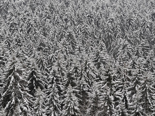Nadelwald im Winter