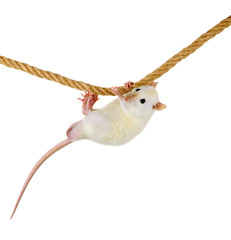 funny little rat on rope, isolated on white