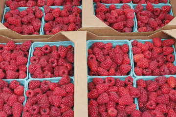 Raspberry Pints in Cardboard Flats