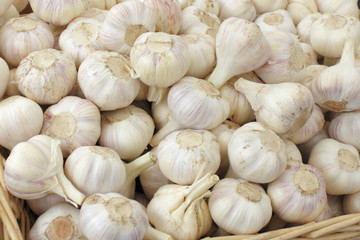 Fresh Garlic Bulbs
