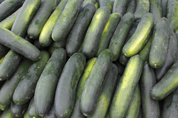 Lots of Cucumbers For Sale