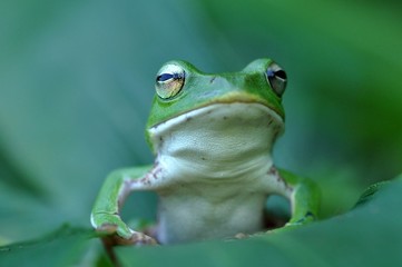 シュレーゲルアオガエル