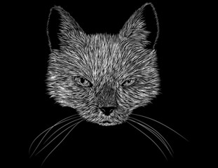 Scratch Board Art of a Cats Head and Face