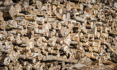 Pile of felled pine logs showing ends