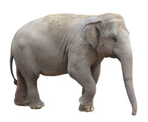 Fototapeta premium Asian elephant