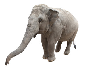 Naklejka premium Asian elephant