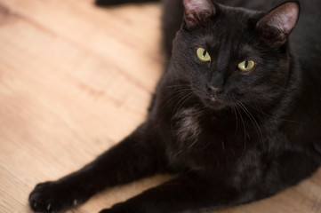 Solid black cat laying on floor and looking at camera. Copyspace