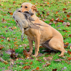 Golden Labrador retriever carrying the pheasant