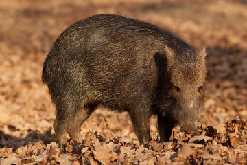 Wild Boar