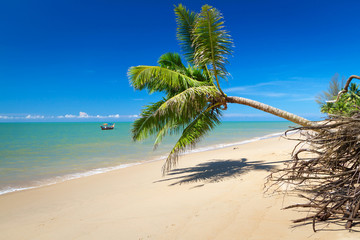 Obraz na płótnie Canvas Piękna tropikalna plaża z palmy kokosowej drzewa w Tajlandii