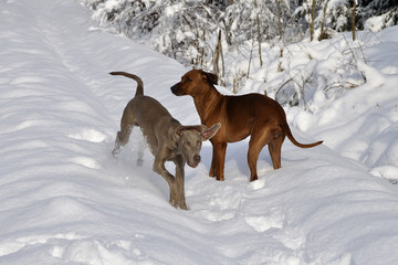 Jagdhunde im Winterwald