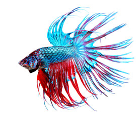 Obraz premium Betta Fish closeup. Colorful Dragon Fish