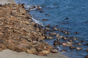 Walrus rookery