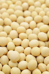 大豆　たくさん　白バック