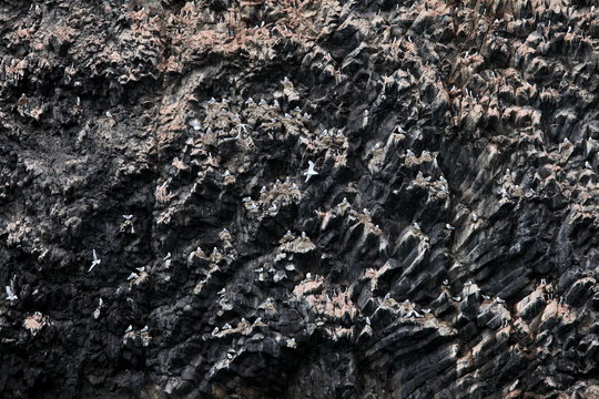 Rookery on basalt rocks - colony of birds on Arctic rocks