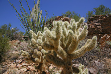 The teddy bear cholla is named for its furry "cuddly" appearance