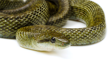 アオダイショウ